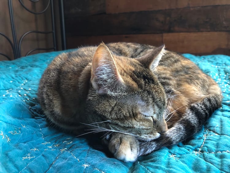 A torbie cat curled up asleep on top of a teal quilt with embroidered constellations. 