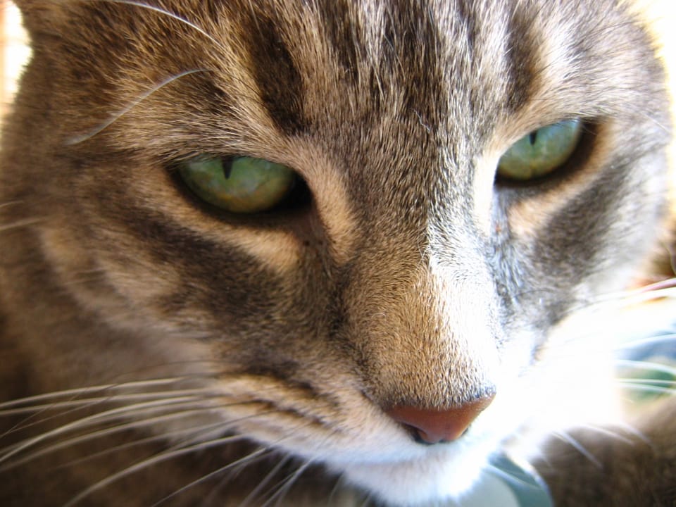 A closeup of the face of a grey tabby cat with green eyes. 