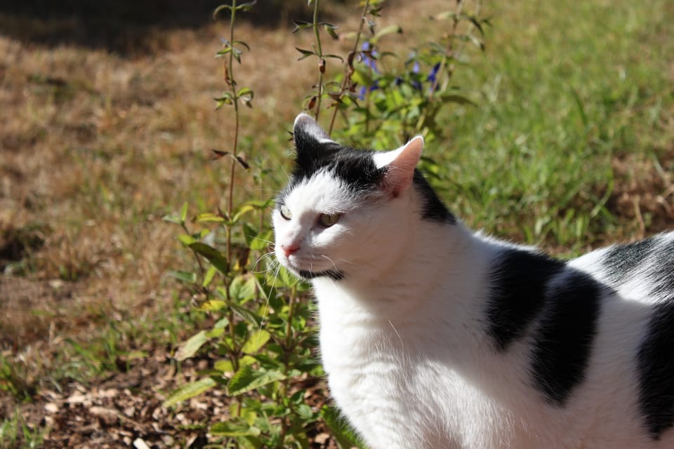 A white cat with black patchy markings standing outside, ears tilted to hear something just out of frame.